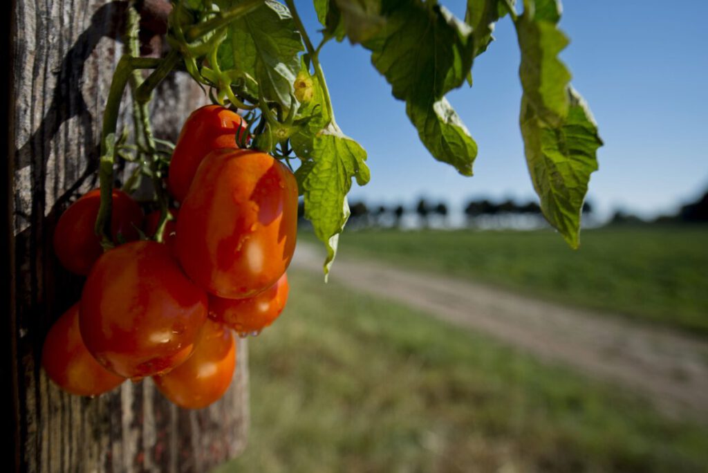 Mutti goes Digital - Tag der Tomate